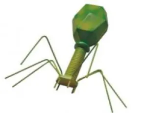 Bacteriophage Model